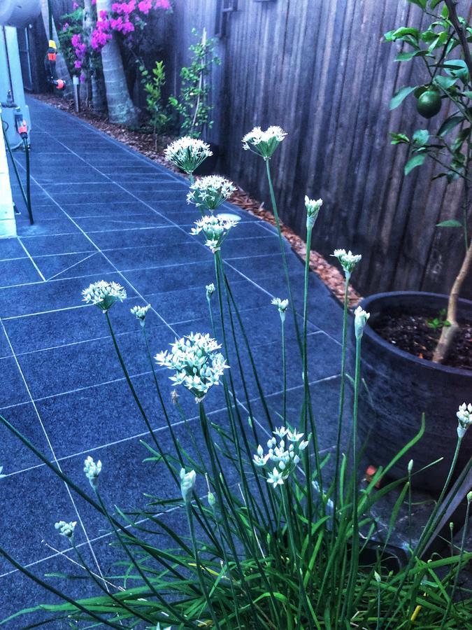 Paperbark Bed & Breakfast ブリスベン エクステリア 写真